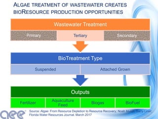 ALGAE TREATMENT OF WASTEWATER CREATES
BIORESOURCE PRODUCTION OPPORTUNITIES
Source: Algae: From Resource Depletion to Resource Recovery; Noah Mundt, Barry Liner;
Florida Water Resources Journal, March 2017
Outputs
Fertilizer
Aquaculture
Feed
Biogas BioFuel
BioTreatment Type
Suspended Attached Grown
Wastewater Treatment
Primary Tertiary SecondarySecondary
 