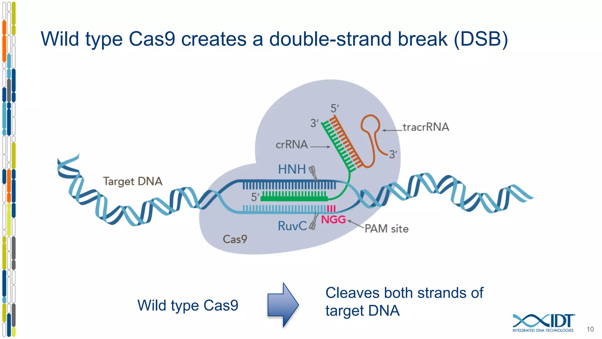 Wild type Cas9 creates a double-strand break (DSB)
10
Cleaves both strands of
target DNAWild type Cas9
 