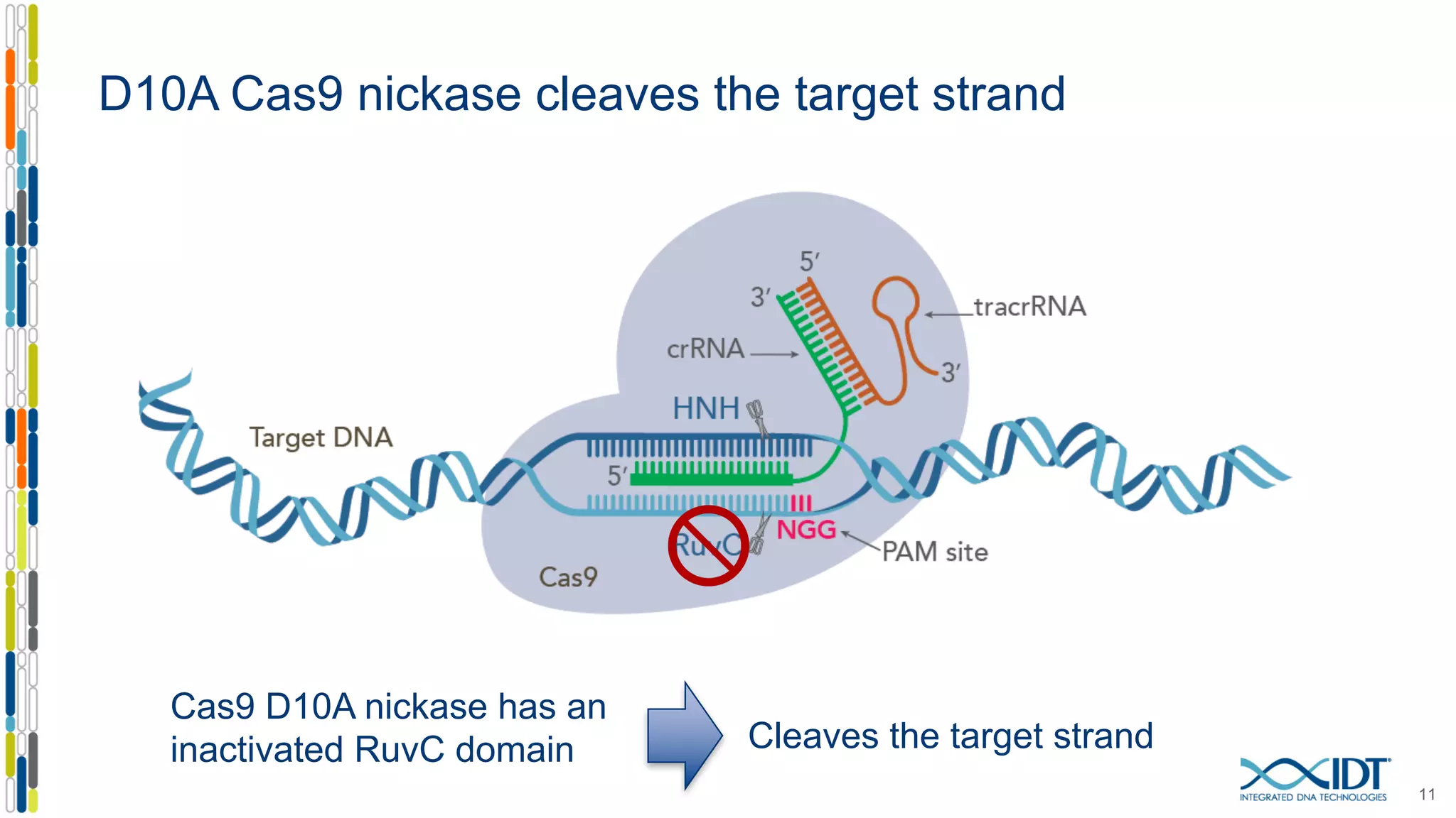 D10A Cas9 nickase cleaves the target strand
11
Cleaves the target strand
Cas9 D10A nickase has an
inactivated RuvC domain
 