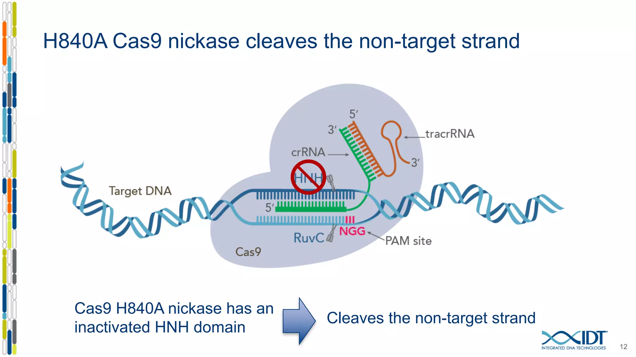 H840A Cas9 nickase cleaves the non-target strand
12
Cleaves the non-target strand
Cas9 H840A nickase has an
inactivated HNH domain
 
