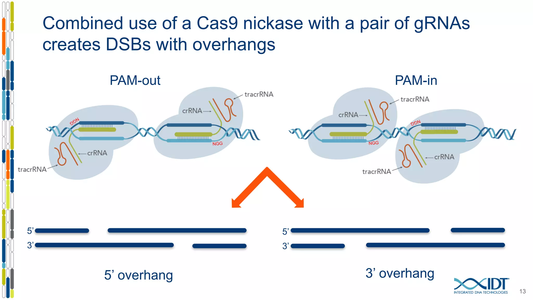 Combined use of a Cas9 nickase with a pair of gRNAs
creates DSBs with overhangs
13
5’
3’
5’
3’
5’ overhang 3’ overhang
PAM-out PAM-in
| | | | | | | | | | | | | | | | | | | |
| | | | | | | | | | | | | | | | | | | | | | | | | | | | | | | | | | | | | | | |
| | | | | | | | | | | | | | | | | | | |
 