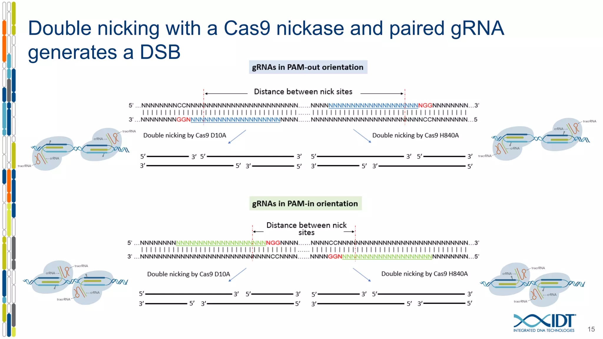 Double nicking with a Cas9 nickase and paired gRNA
generates a DSB
15
 