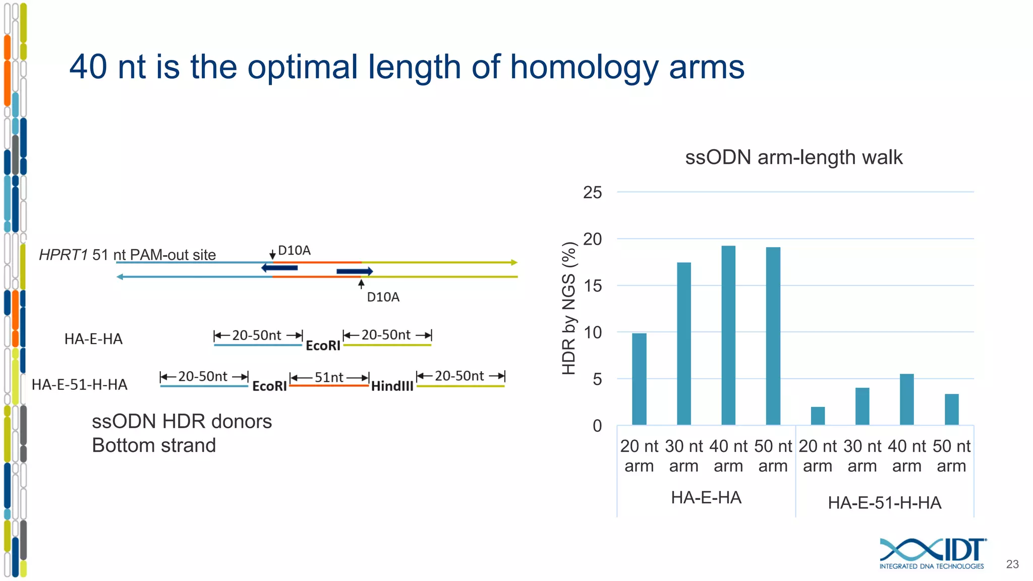 40 nt is the optimal length of homology arms
23
HPRT1 51 nt PAM-out site
0
5
10
15
20
25
20 nt
arm
30 nt
arm
40 nt
arm
50 nt
arm
20 nt
arm
30 nt
arm
40 nt
arm
50 nt
arm
HA-E-HA HA-E-51-H-HA
HDRbyNGS(%)
ssODN arm-length walk
ssODN HDR donors
Bottom strand
 