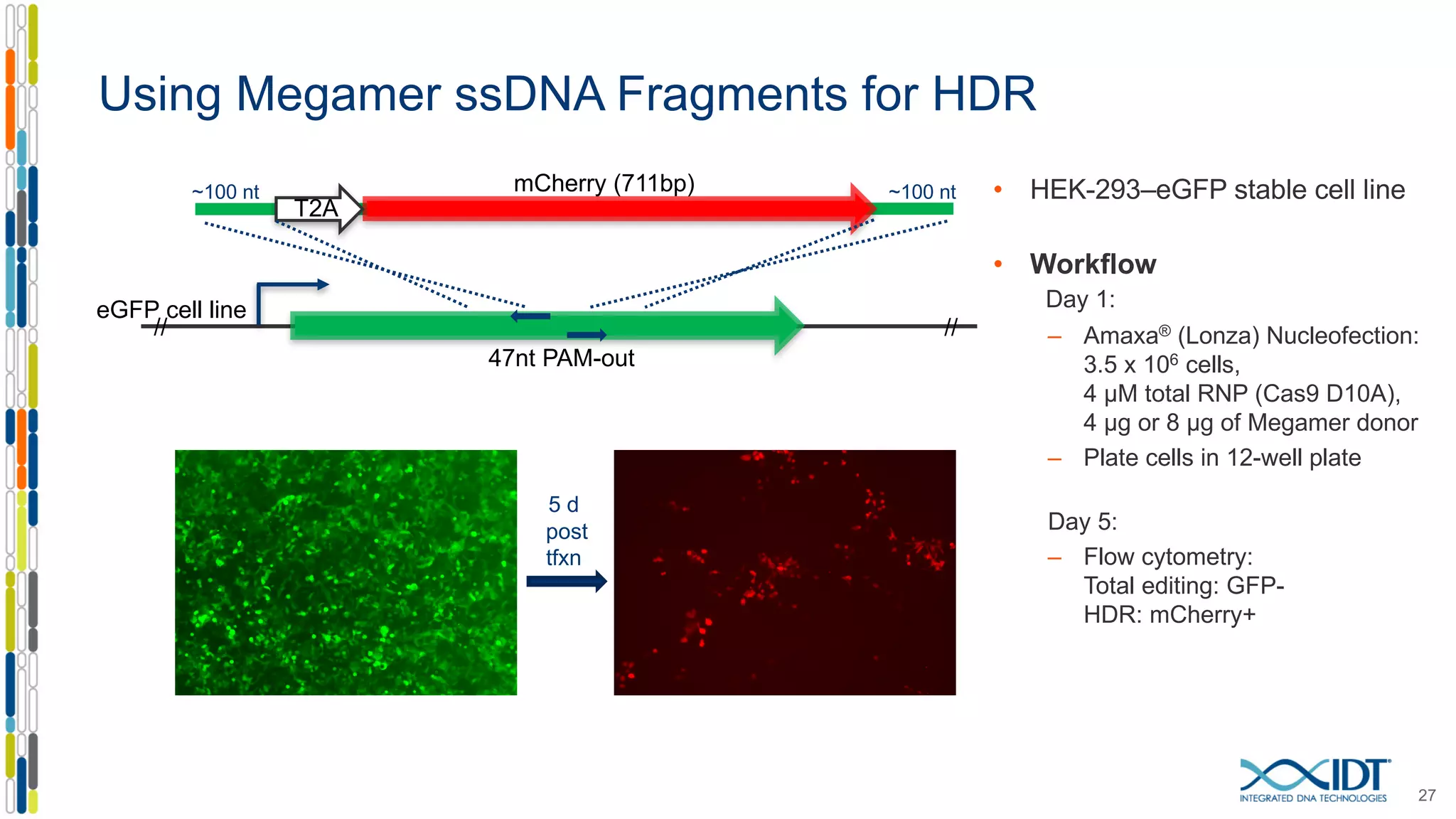Using Megamer ssDNA Fragments for HDR
27
T2A
////
47nt PAM-out
eGFP cell line
mCherry (711bp)
5 d
post
tfxn
• HEK-293–eGFP stable cell line
• Workflow
Day 1:
– Amaxa® (Lonza) Nucleofection:
3.5 x 106 cells,
4 µM total RNP (Cas9 D10A),
4 µg or 8 µg of Megamer donor
– Plate cells in 12-well plate
Day 5:
– Flow cytometry:
Total editing: GFP-
HDR: mCherry+
~100 nt ~100 nt
 