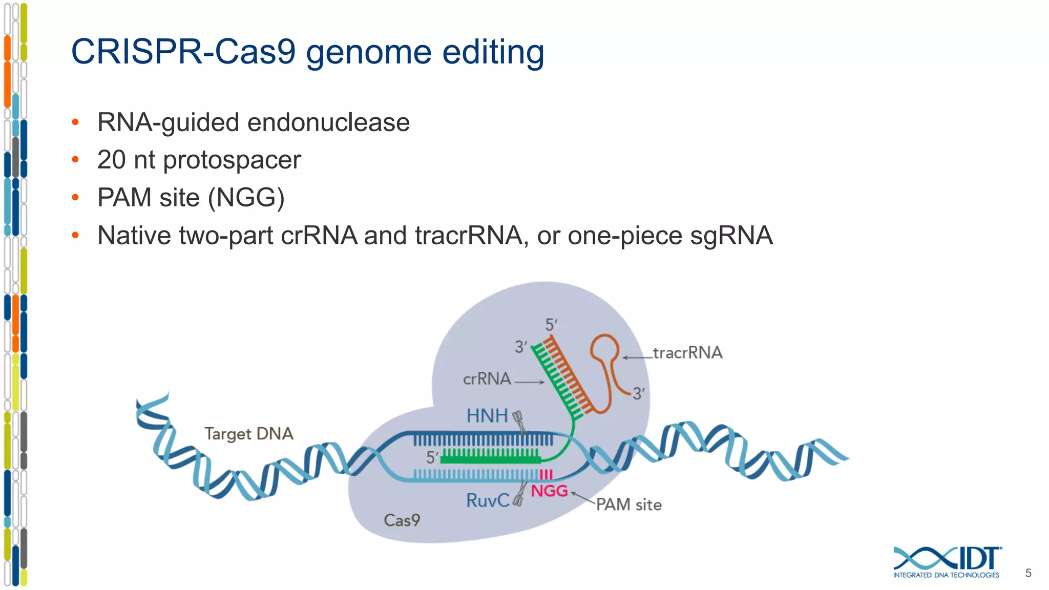 CRISPR-Cas9 genome editing
• RNA-guided endonuclease
• 20 nt protospacer
• PAM site (NGG)
• Native two-part crRNA and tracrRNA, or one-piece sgRNA
5
 