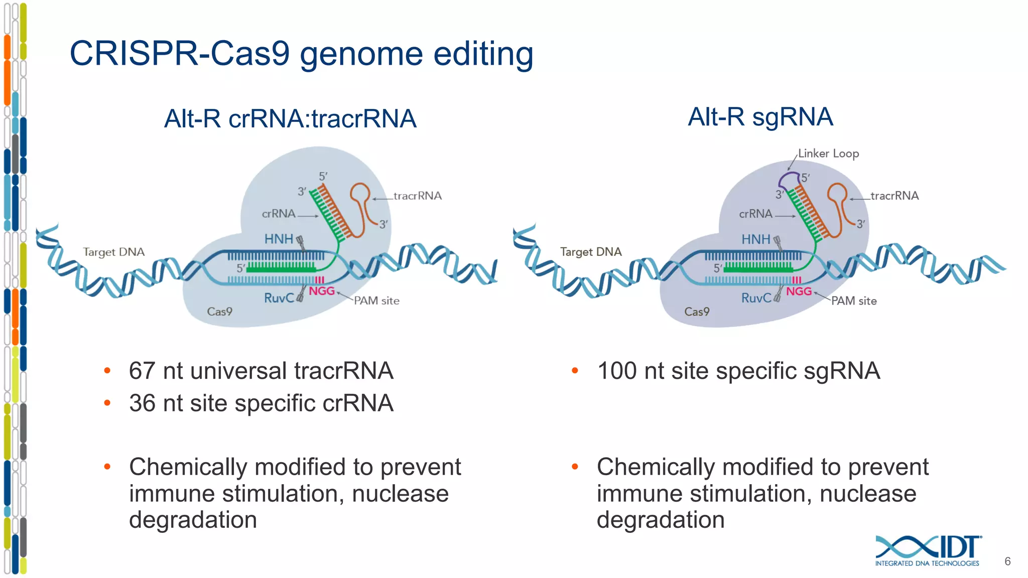 CRISPR-Cas9 genome editing
• 67 nt universal tracrRNA
• 36 nt site specific crRNA
• Chemically modified to prevent
immune stimulation, nuclease
degradation
6
Alt-R crRNA:tracrRNA Alt-R sgRNA
• 100 nt site specific sgRNA
• Chemically modified to prevent
immune stimulation, nuclease
degradation
 