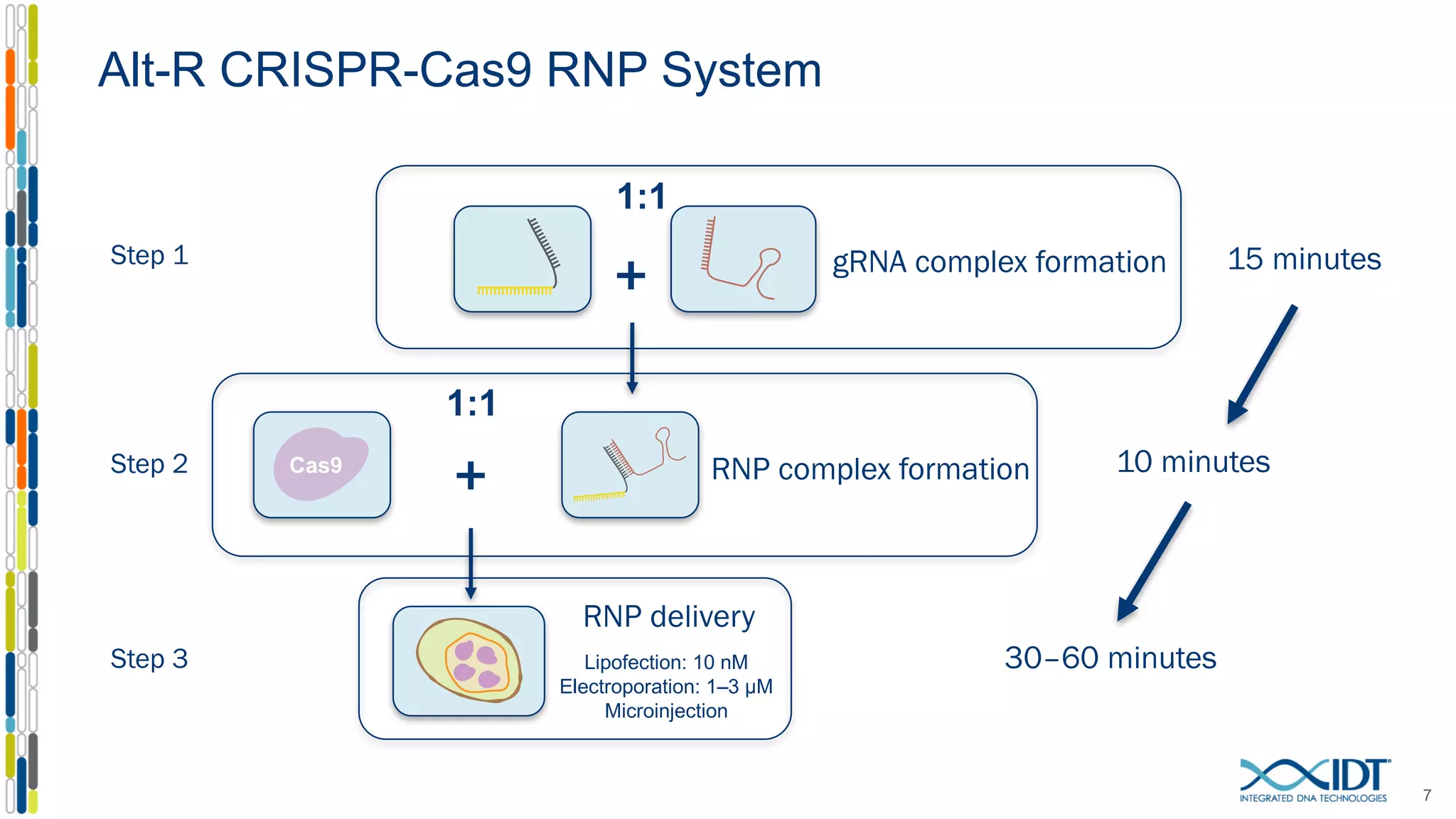 Alt-R CRISPR-Cas9 RNP System
7
+
+
gRNA complex formation
RNP complex formation
RNP delivery
Step 1
Step 2
Step 3
15 minutes
10 minutes
30–60 minutes
1:1
1:1
Lipofection: 10 nM
Electroporation: 1–3 µM
Microinjection
Cas9
 