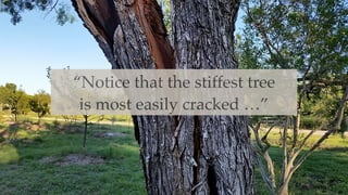 –Bruce Lee
“Notice that the stiffest tree
is most easily cracked …”
 