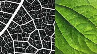 2018 05 graphisoft