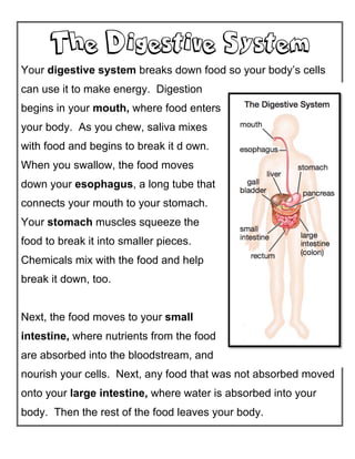 The Digestive System
	
  
Your digestive system breaks down food so your body’s cells
can use it to make energy. Digestion
begins in your mouth, where food enters
your body. As you chew, saliva mixes
with food and begins to break it d own.
When you swallow, the food moves
down your esophagus, a long tube that
connects your mouth to your stomach.
Your stomach muscles squeeze the
food to break it into smaller pieces.
Chemicals mix with the food and help
break it down, too.
Next, the food moves to your small
intestine, where nutrients from the food
are absorbed into the bloodstream, and
nourish your cells. Next, any food that was not absorbed moved
onto your large intestine, where water is absorbed into your
body. Then the rest of the food leaves your body.
 