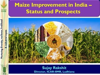 Sujay Rakshit
Director, ICAR-IIMR, Ludhiana
Maize Improvement in India –
Status and Prospects
 