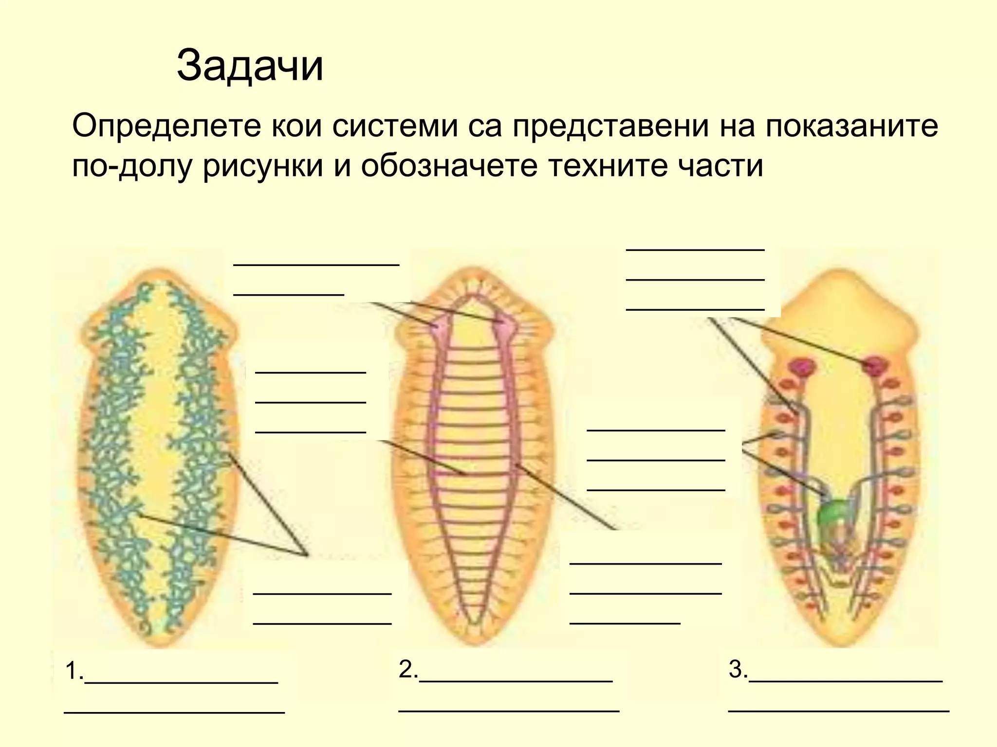 плоски червеи 2018 година