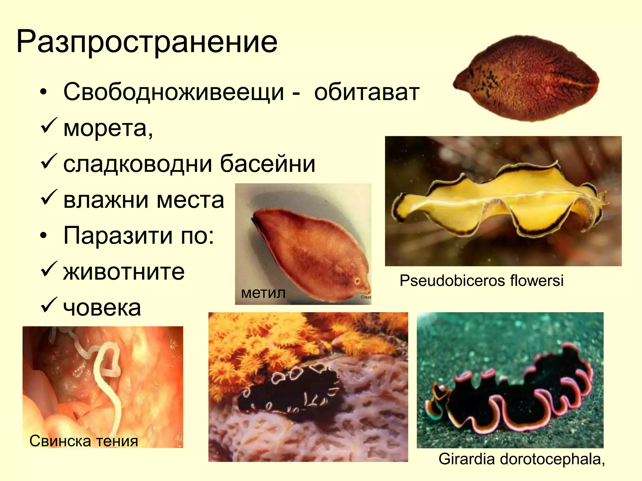 плоски червеи 2018 година