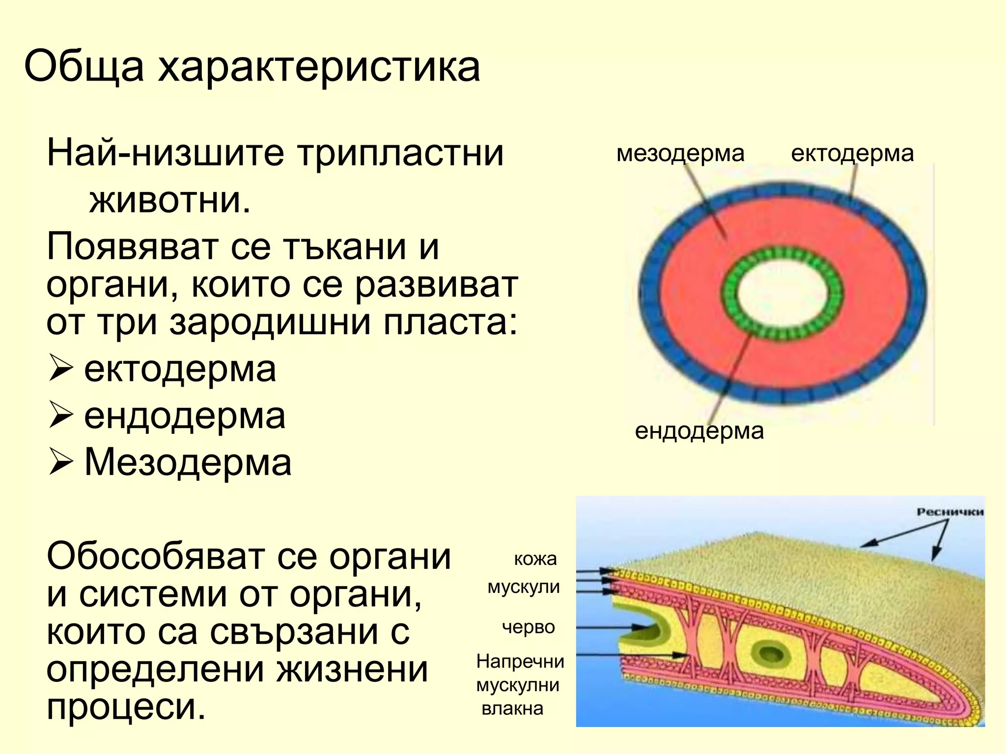 плоски червеи 2018 година