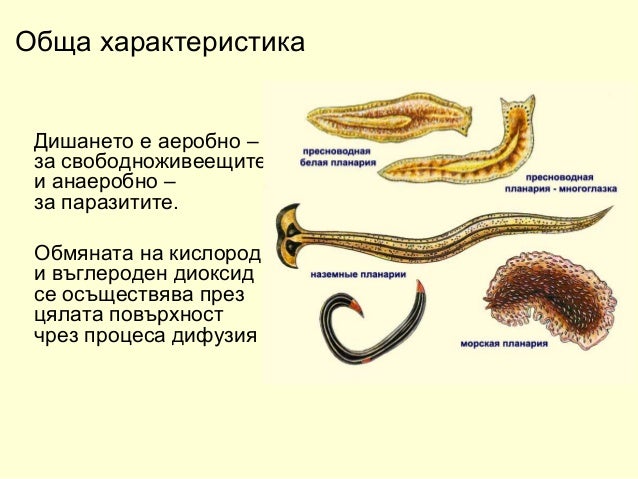 плоски червеи 2018 година