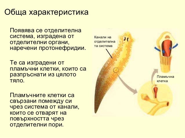 плоски червеи 2018 година