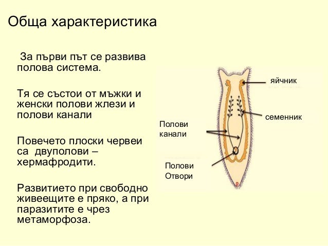плоски червеи 2018 година