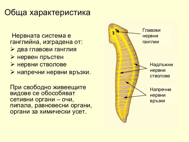 плоски червеи 2018 година