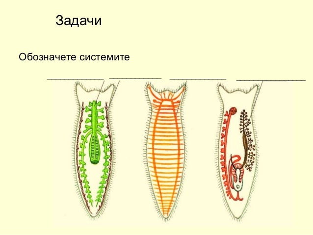 плоски червеи 2018 година