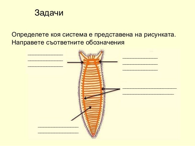Плюрализм определение. Механизмы регуляции гомеостаза. Коем система. Коем система. Сенсорное ядро тройничного.