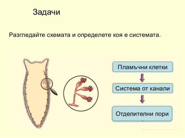 плоски червеи 2018 година