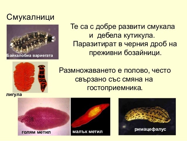 плоски червеи 2018 година