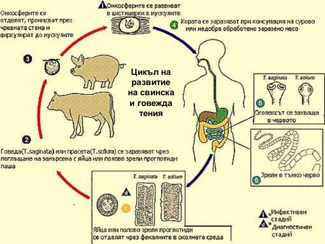 плоски червеи 2018 година
