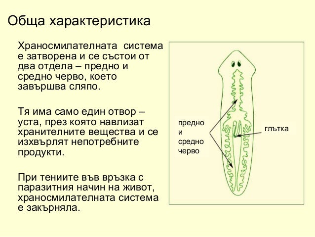 плоски червеи 2018 година