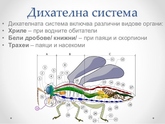 членестоноги 2018 г.