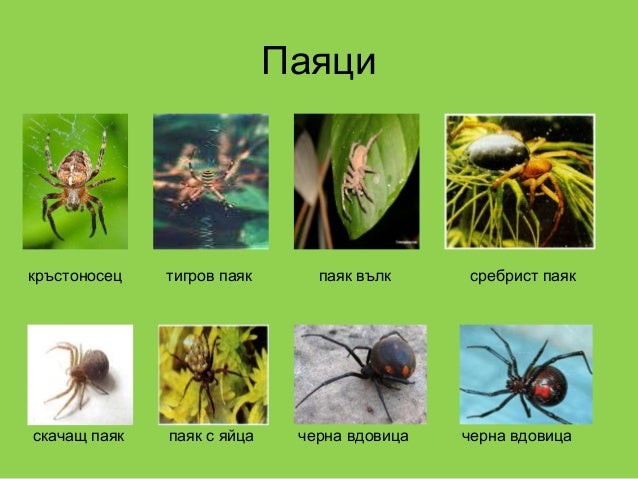 тип членестоноги многообразие 2018