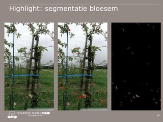 Highlight: segmentatie bloesem
10
 