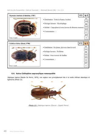Suivi du site d’acquisition « Bois du Touchand » - Montreuil-Bonnin (86) – Mars 2018
40 Poitou-Charentes Nature
6.4. Autre Coléoptère saproxylique remarquable
Salpingus tapirus (Abeille De Perrin, 1874), une espèce rare principalement liée à la vieille chênaie atlantique et
ligérienne (Photo 13).
Photo 13 : Salpingus tapirus (Source : Zagatti Pierre)
 