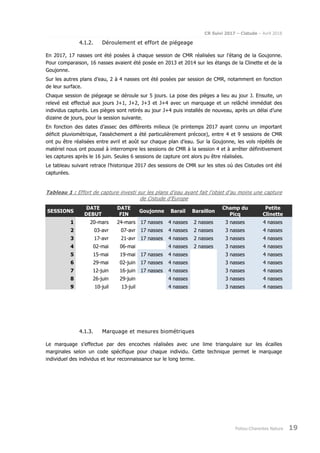CR Suivi 2017 – Cistude – Avril 2018
Poitou-Charentes Nature 19
4.1.2. Déroulement et effort de piégeage
En 2017, 17 nasses ont été posées à chaque session de CMR réalisées sur l’étang de la Goujonne.
Pour comparaison, 16 nasses avaient été posée en 2013 et 2014 sur les étangs de la Clinette et de la
Goujonne.
Sur les autres plans d’eau, 2 à 4 nasses ont été posées par session de CMR, notamment en fonction
de leur surface.
Chaque session de piégeage se déroule sur 5 jours. La pose des pièges a lieu au jour J. Ensuite, un
relevé est effectué aux jours J+1, J+2, J+3 et J+4 avec un marquage et un relâché immédiat des
individus capturés. Les pièges sont retirés au jour J+4 puis installés de nouveau, après un délai d’une
dizaine de jours, pour la session suivante.
En fonction des dates d’assec des différents milieux (le printemps 2017 ayant connu un important
déficit pluviométrique, l’assèchement a été particulièrement précoce), entre 4 et 9 sessions de CMR
ont pu être réalisées entre avril et août sur chaque plan d’eau. Sur la Goujonne, les vols répétés de
matériel nous ont poussé à interrompre les sessions de CMR à la session 4 et à arrêter définitivement
les captures après le 16 juin. Seules 6 sessions de capture ont alors pu être réalisées.
Le tableau suivant retrace l’historique 2017 des sessions de CMR sur les sites où des Cistudes ont été
capturées.
Tableau 1 : Effort de capture investi sur les plans d’eau ayant fait l’objet d’au moins une capture
de Cistude d’Europe
SESSIONS
DATE
DEBUT
DATE
FIN
Goujonne Barail Baraillon
Champ du
Picq
Petite
Clinette
1 20-mars 24-mars 17 nasses 4 nasses 2 nasses 3 nasses 4 nasses
2 03-avr 07-avr 17 nasses 4 nasses 2 nasses 3 nasses 4 nasses
3 17-avr 21-avr 17 nasses 4 nasses 2 nasses 3 nasses 4 nasses
4 02-mai 06-mai 4 nasses 2 nasses 3 nasses 4 nasses
5 15-mai 19-mai 17 nasses 4 nasses 3 nasses 4 nasses
6 29-mai 02-juin 17 nasses 4 nasses 3 nasses 4 nasses
7 12-juin 16-juin 17 nasses 4 nasses 3 nasses 4 nasses
8 26-juin 29-juin 4 nasses 3 nasses 4 nasses
9 10-juil 13-juil 4 nasses 3 nasses 4 nasses
4.1.3. Marquage et mesures biométriques
Le marquage s’effectue par des encoches réalisées avec une lime triangulaire sur les écailles
marginales selon un code spécifique pour chaque individu. Cette technique permet le marquage
individuel des individus et leur reconnaissance sur le long terme.
 