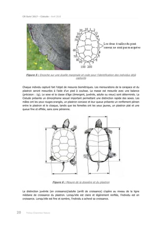 CR Suivi 2017 – Cistude – Avril 2018
20 Poitou-Charentes Nature
Figure 5 : Encoche sur une écaille marginale et code pour l’identification des individus déjà
capturés
Chaque individu capturé fait l’objet de mesures biométriques. Les mensurations de la carapace et du
plastron seront mesurées à l’aide d’un pied à coulisse. La masse est mesurée avec une balance
(précision : 1g). Le sexe et la classe d’âge (émergent, juvénile, adulte ou vieux) sont déterminés. La
Cistude présente un dimorphisme sexuel important permettant une distinction rapide des sexes. Les
mâles ont les yeux rouges-orangés, un plastron concave et leur queue présente un renflement pénien
entre le plastron et le cloaque, tandis que les femelles ont les yeux jaunes, un plastron plat et une
queue fine et effilée, sans zone pénienne.
Figure 6 : Mesure de la dossière et du plastron
La distinction juvénile (en croissance)/adulte (arrêt de croissance) s’opère au niveau de la ligne
médiane de croissance du plastron. Lorsqu’elle est claire et légèrement renflée, l’individu est en
croissance. Lorsqu’elle est fine et sombre, l’individu a achevé sa croissance.
 