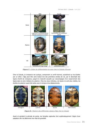 CR Suivi 2017 – Cistude – Avril 2018
Poitou-Charentes Nature 21
Figure 7 : Critère de différentiation du sexe chez la Cistude d’Europe
Chez la Cistude, la croissance est cyclique, comprenant un arrêt hivernal, caractérisé sur les écailles
par un sillon. L’âge peut être ainsi évalué lors des premières années de vie, par le décompte des
lignes d’arrêt de croissance, jusqu’à la maturité sexuelle qui s’accompagne d’un resserrement des
lignes dans la zone médiane du plastron. Chez les vieux individus, ces lignes ne sont plus visibles, les
écailles du plastron ayant été polies avec le temps et les déplacements.
Figure 8 : Plastron des différentes classes d’âge chez la Cistude
Avant et pendant la période de ponte, les femelles capturées font systématiquement l’objet d’une
palpation afin de déterminer leur état de gravidité.
 