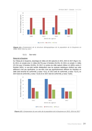 CR Suivi 2017 – Cistude – Avril 2018
Poitou-Charentes Nature 29
Figure 11 : Comparaison de la structure démographique de la population de la Goujonne en
2006, 2013, 2014 et 2017
5.1.3. Sex-ratio
Etang de la Goujonne
Sur l’étang de la Goujonne, davantage de mâles ont été capturés en 2013, 2014 et 2017 (figure 13).
En 2013, on compte ainsi 11 mâles (64,7%) pour 6 femelles (35,3%). En 2014, on compte 11 mâles
(57,1%) pour 8 femelles (42,9%). En 2017, le nombre de mâle capturé s’élève à 6 (60%) contre 4
femelles (40%). Le sex-ratio semble déséquilibré mais les analyses statistiques révèlent que cette
différence n’est pas significative. Le sex-ratio n’est pas significativement différent de l’équilibre en
2006 (test binomial de conformité, p-value =0,5), en 2013 (test de conformité, p-value =0,17), en
2014 (test de conformité, p-value =0,32) et en 2017 (test de conformité, p-value =0,83).
Figure 12 : Comparaison du sex-ratio de la population de la Goujonne en 2013, 2014 et 2017
 