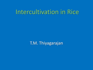 Intercultivation in Rice
T.M. Thiyagarajan
 