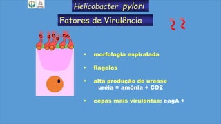 • morfologia espiralada
• flagelos
• alta produção de urease
uréia = amônia + CO2
• cepas mais virulentas: cagA +
Helicobacter pylori
Fatores de Virulência
 