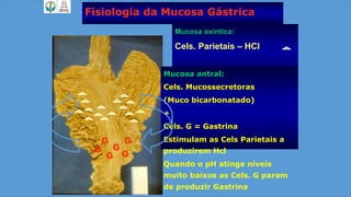 Mucosa oxíntica:
Cels. Parietais – HCl
Mucosa antral:
Cels. Mucossecretoras
(Muco bicarbonatado)
+
Cels. G = Gastrina
Estimulam as Cels Parietais a
produzirem Hcl
Quando o pH atinge níveis
muito baixos as Cels. G param
de produzir Gastrina
Fisiologia da Mucosa Gástrica
G
G
GG
G
G
 