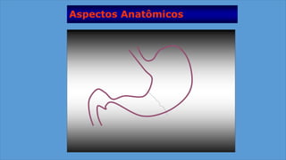 Aspectos Anatômicos
 