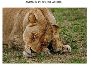 ANIMALS IN SOUTH AFRICA
 