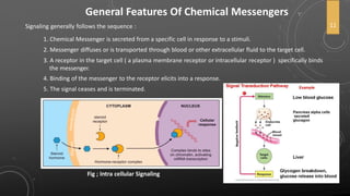General Features Of Chemical Messengers
Signaling generally follows the sequence :
1. Chemical Messenger is secreted from a specific cell in response to a stimuli.
2. Messenger diffuses or is transported through blood or other extracellular fluid to the target cell.
3. A receptor in the target cell ( a plasma membrane receptor or intracellular receptor ) specifically binds
the messenger.
11
4. Binding of the messenger to the receptor elicits into a response.
5. The signal ceases and is terminated.
Fig ; Intra cellular Signaling
 