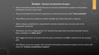 Synapse – Nictoinic Acetylcholine Receptor
• Neuro-transmitter (acetyl-choline) that acts on nicotinic acetylcholine receptors on the plasma
membrane of certain muscle cells.
• They are secreted from neurons in response to an electrical stimulus called “action potential”.
• They diffuse across the synapse to another excitable cell, where they elicit a response.
• Before release, acetylcholine is sequestered in vesicles clustered near an active zone in the
presynaptic membrane.
• Membrane also have voltage-gained Ca+2 channels that open when the action potential reaches
them, resulting in an influx of Ca+2
• Ca+2 triggers the fusion of vesicles with the plasma membrane and ACh is released into the synaptic
cleft.
• ACh diffuses across the synaptic cleft and bind to the plasma membrane receptors on the muscle cells
called the “nicotinic acetylcholine receptors”.
12
 