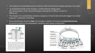 • The subunits are assembled around a channel, which has the funnel shaped opening in the center.
• As acetylcholine binds to the receptor, a conformational change opens
the narrow portion of the channel (the gate), allowing Na+ to diffuse in and K+ to
diffuse out.
• The change in ion concentration activates a sequence of events that eventually triggers the cellular
response—contraction of the fiber .
• Once acetylcholine secretion stops, the message is rapidly terminated by acetylcholinesterase,
an enzyme located on the postsynaptic membrane that cleaves acetylcholine.
13
 