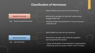 Classification of Hormones
Peptide Hormones
Water Soluble (Cannot enter the cell membrane)
Must bind to receptors on the cell’s surface cause
changes within cell
Binding initiates the production of ‘second messenger’
inside the cell
e.g; Human Growth Hormone
Steroid Hormones
Lipid Soluble (Can enter the cell membrane)
Must bind to receptor cells inside the cytoplasm
and transported into nucleus
Cause certain genes to be expressed or suppressed by
influencing ‘gene transcription’ within a cell i.e nucleus
e.g; Sex Hormones
5
 