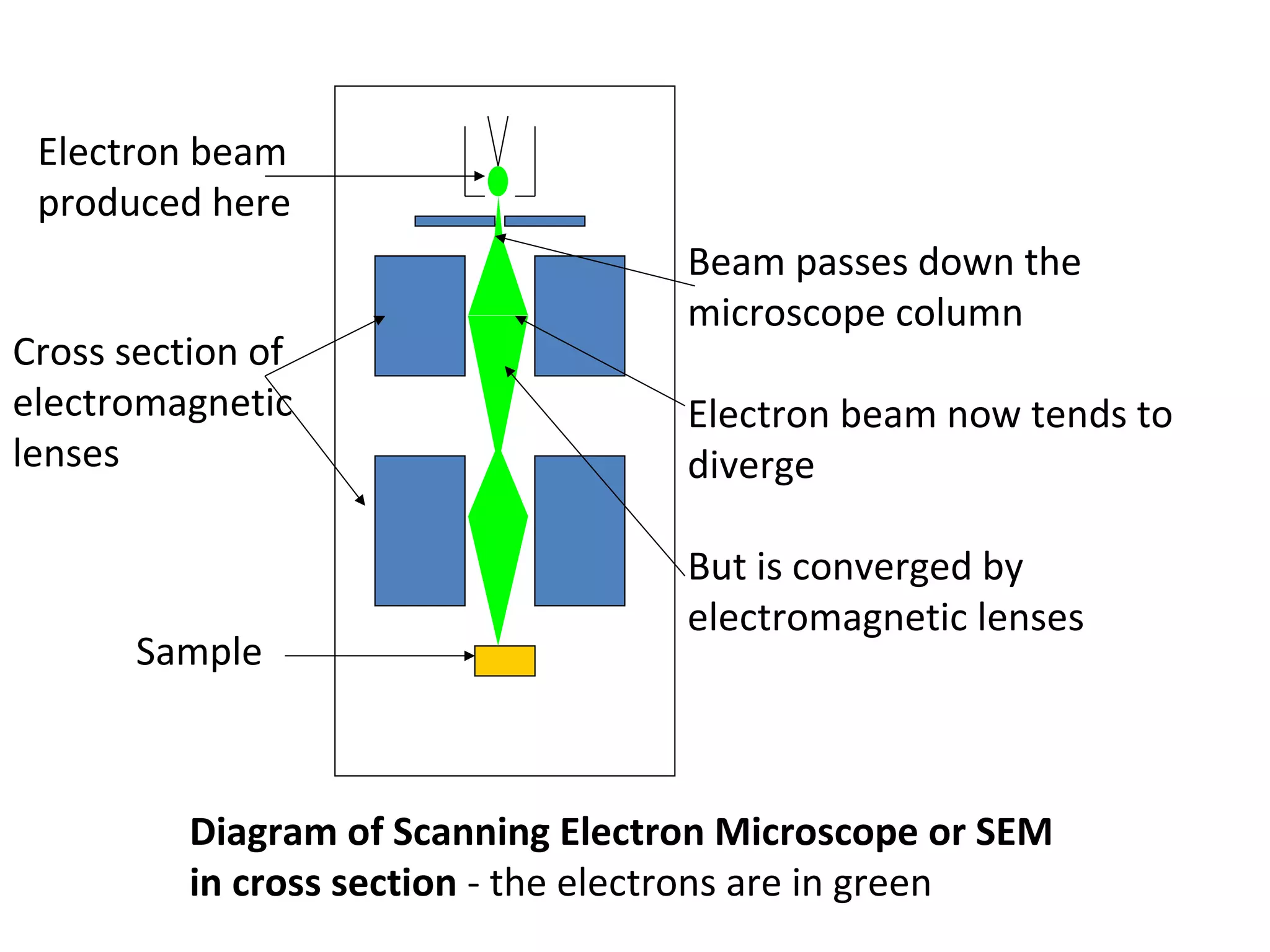 Beam passes down the
microscope column
Electron beam now tends to
diverge
But is converged by
electromagnetic lenses
Cross section of
electromagnetic
lenses
Electron beam
produced here
Sample
Diagram of Scanning Electron Microscope or SEM
in cross section - the electrons are in green
 