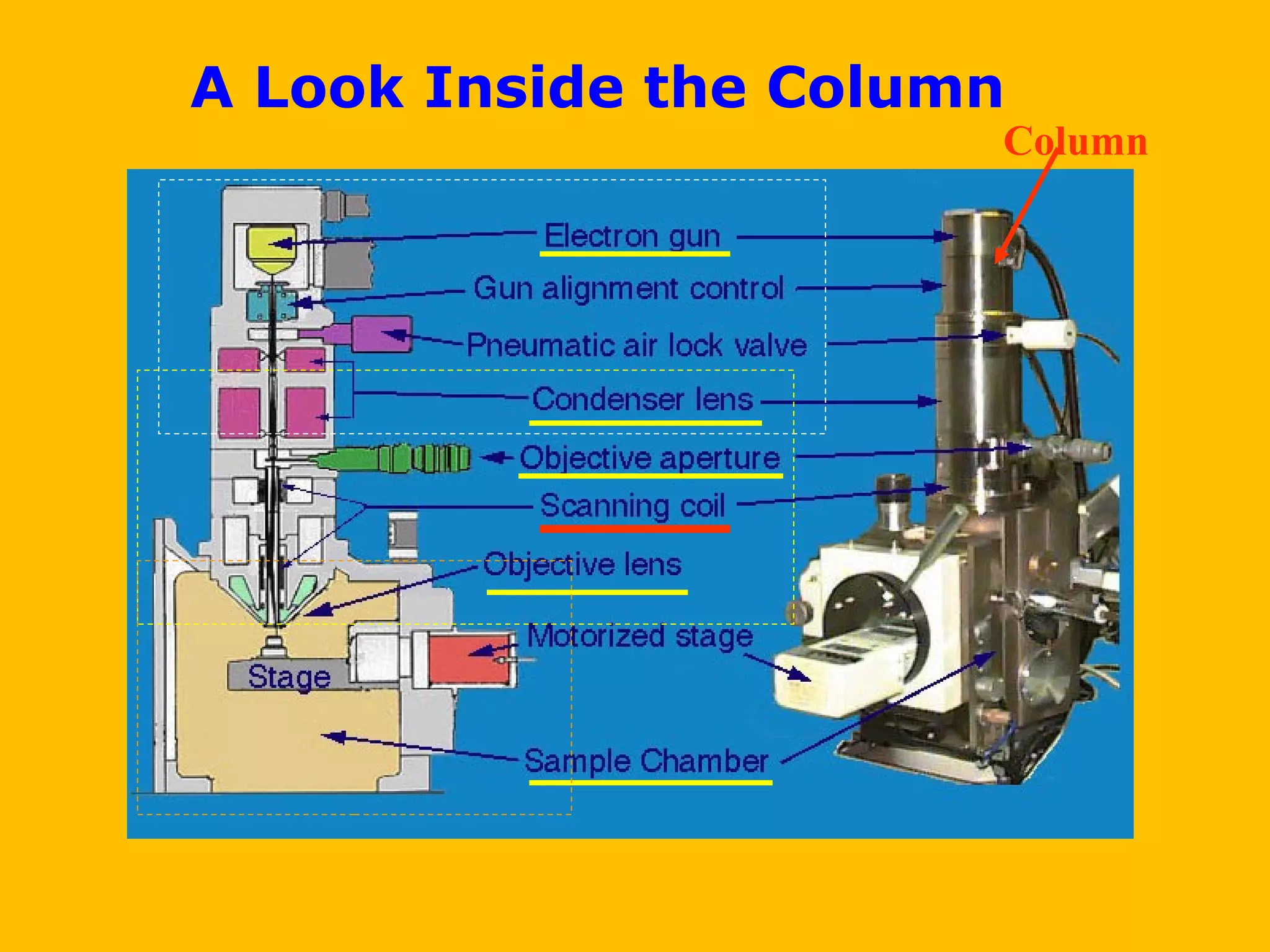 A Look Inside the Column
Column
 