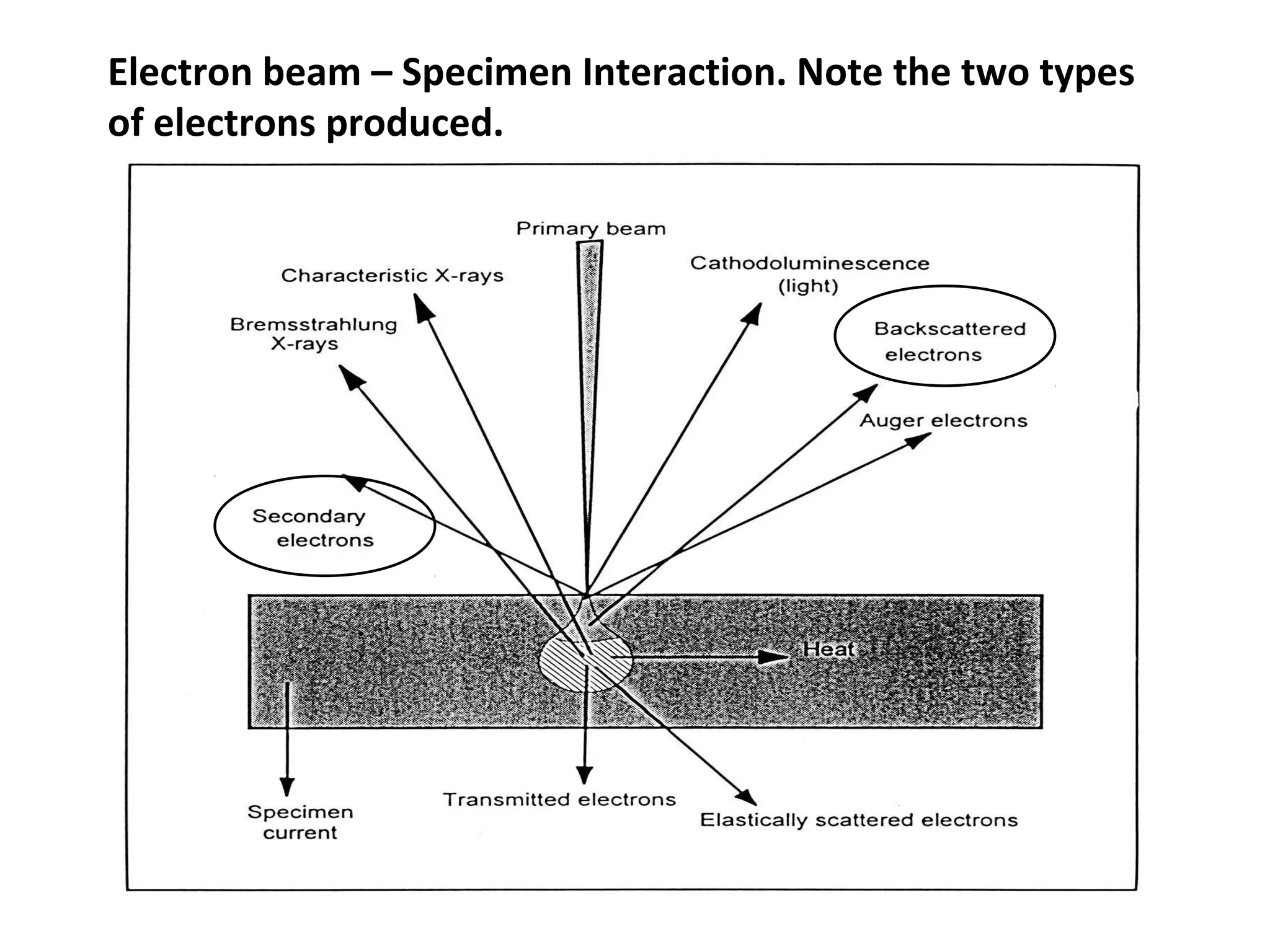 Electron beam – Specimen Interaction. Note the two types
of electrons produced.
 