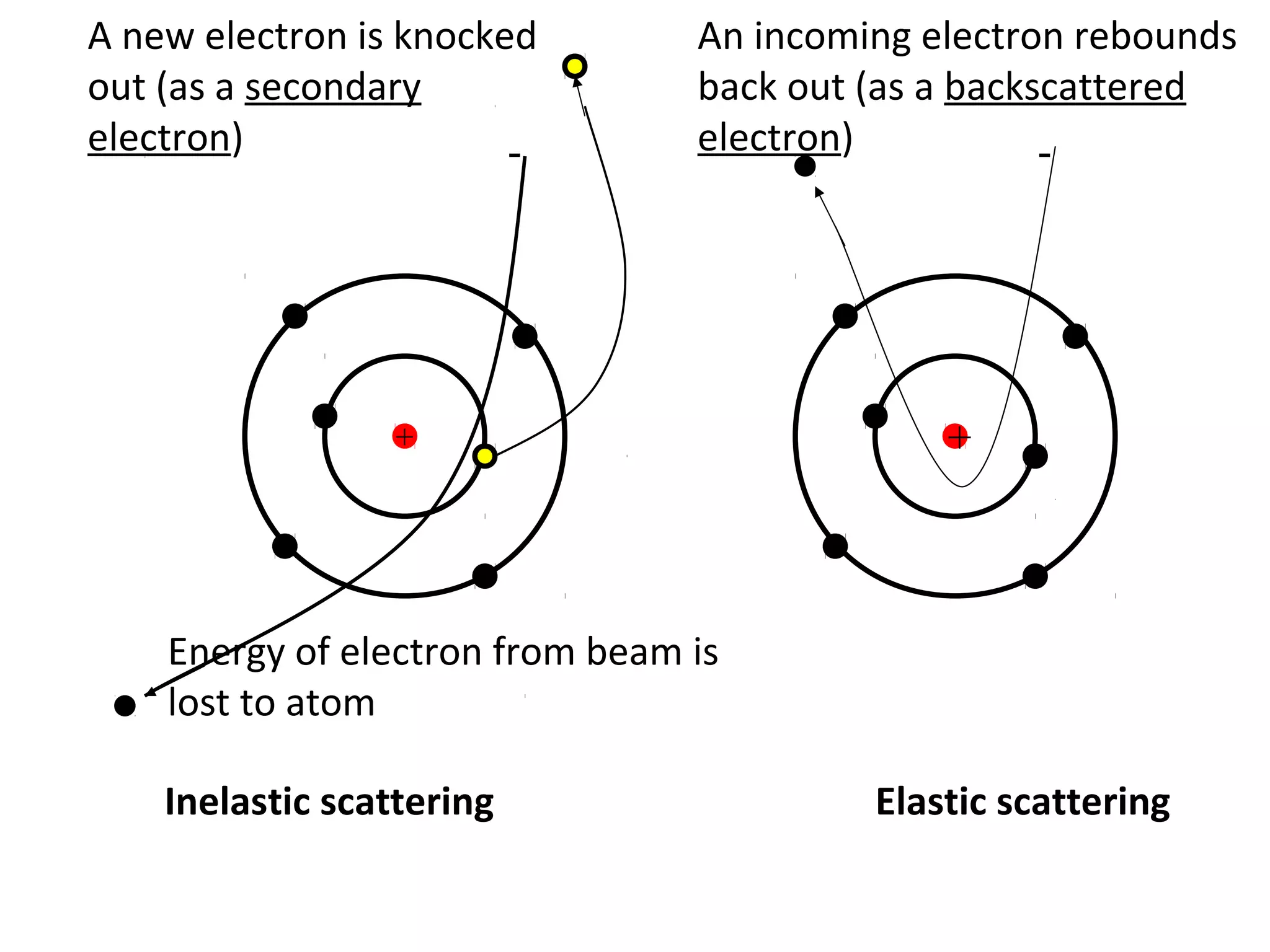+
-
Inelastic scattering
+
-
Elastic scattering
Energy of electron from beam is
lost to atom
An incoming electron rebounds
back out (as a backscattered
electron)
A new electron is knocked
out (as a secondary
electron)
 