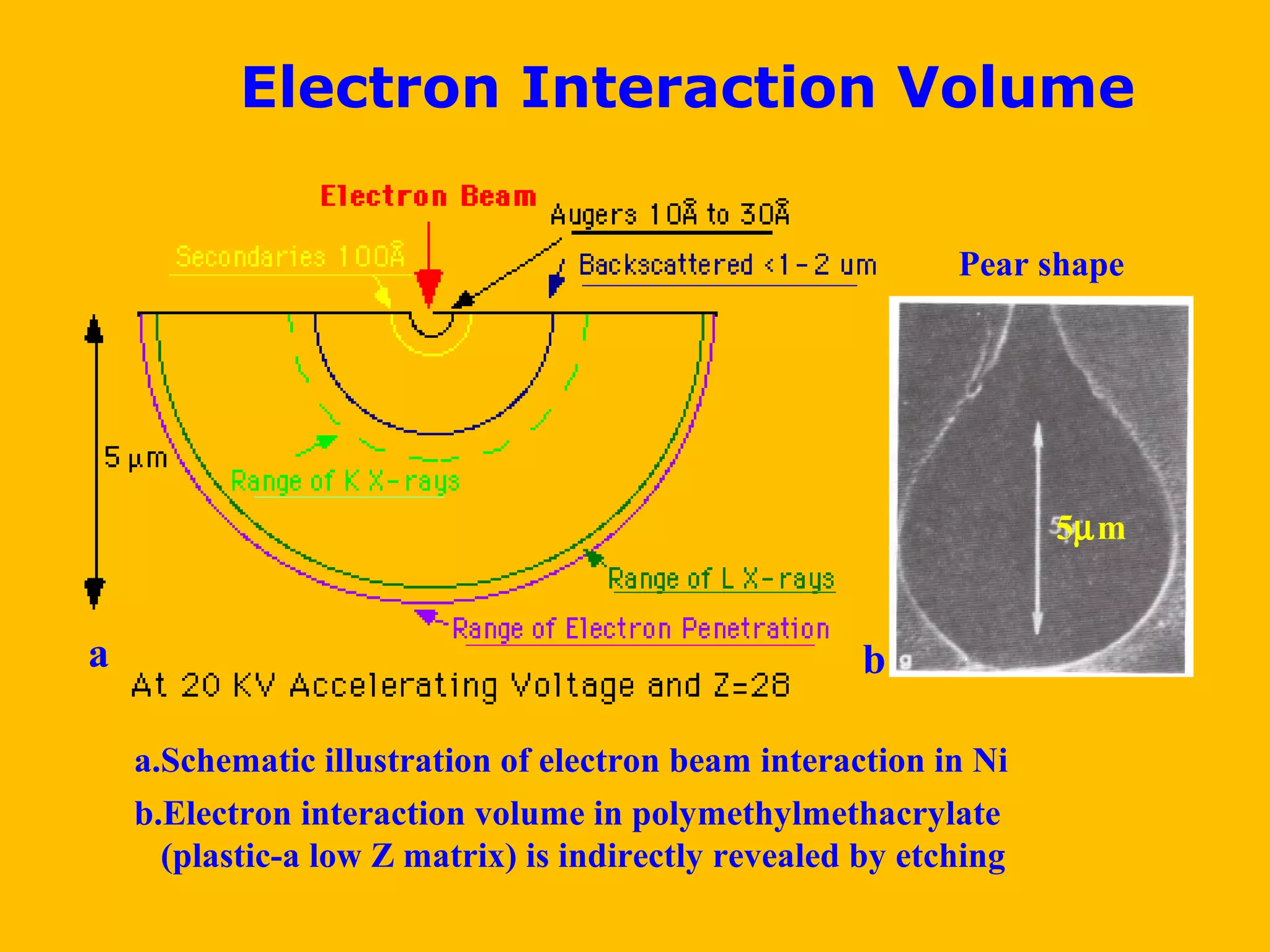 Electron Interaction Volume
5µm
a b
a.Schematic illustration of electron beam interaction in Ni
b.Electron interaction volume in polymethylmethacrylate
(plastic-a low Z matrix) is indirectly revealed by etching
Pear shape
 